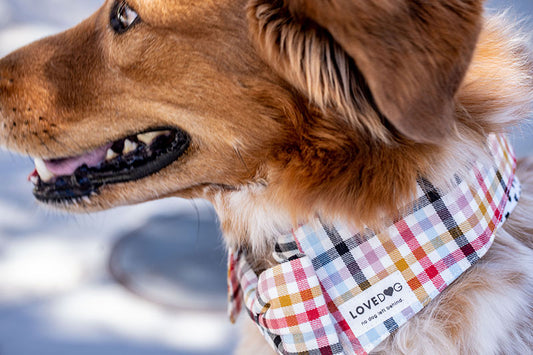 Polo Plaid Luxe-pup Shirt Collar - lovedog 