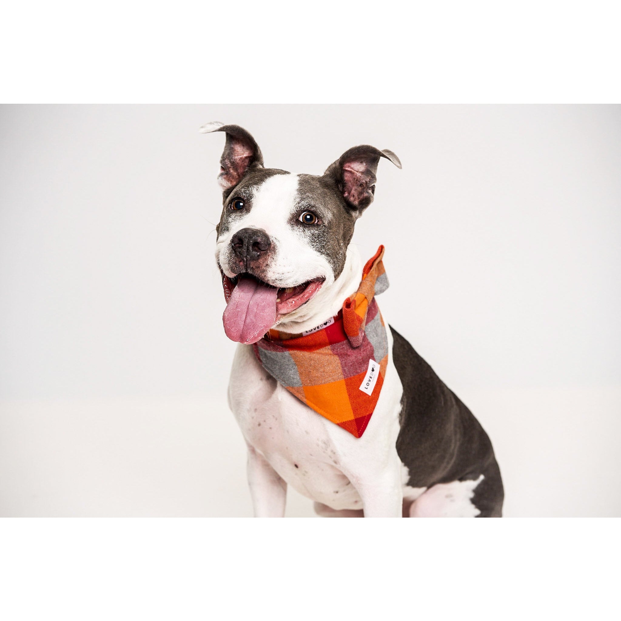 Spiced Plaid Dog Collar - love dog republic